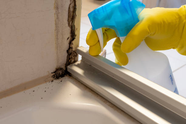 Professional Mold Remediation in Madison, WI