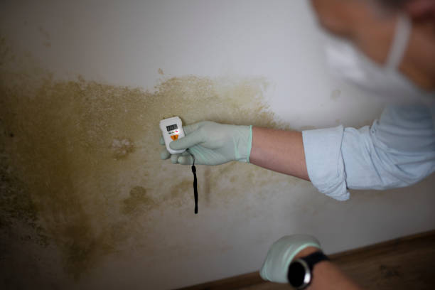 Best Crawl Space Mold Remediation in Madison, WI