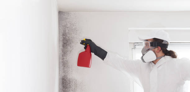 Best Mold Testing and Inspection Services in Madison, WI