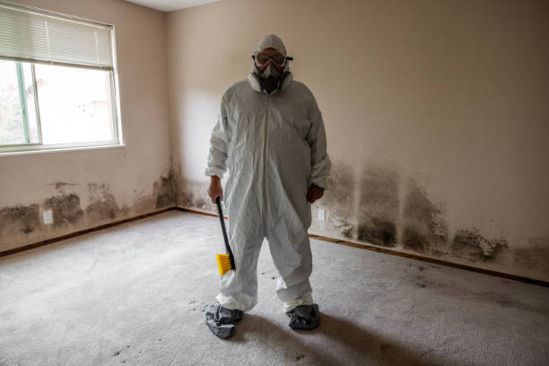 Best Commercial Mold Remediation in Madison, WI