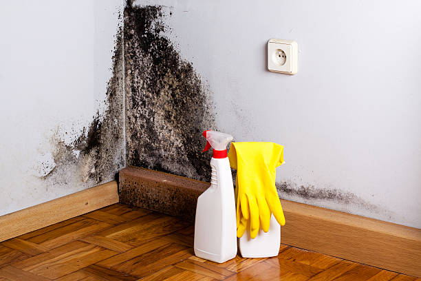 Best Basement Mold Remediation in Madison, WI