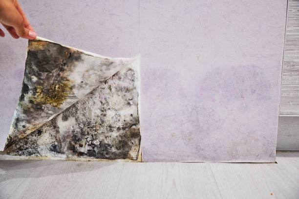 Best Residential Mold Remediation in Madison, WI